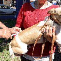 Centro de Controle de Zoonoses leva vacinação antirrábica para diversos bairros e ao Distrito de Vila Vargas