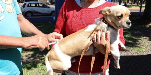 Centro de Controle de Zoonoses leva vacinação antirrábica para diversos bairros e ao Distrito de Vila Vargas