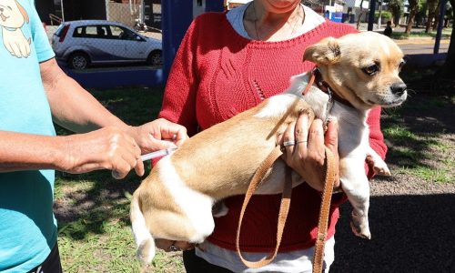 Centro de Controle de Zoonoses leva vacinação antirrábica para diversos bairros e ao Distrito de Vila Vargas