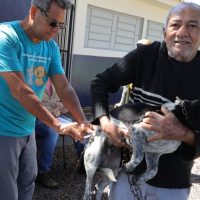 Centro de Controle de Zoonoses amplia vacinação antirrábica e leva atendimento para residenciais de Dourados