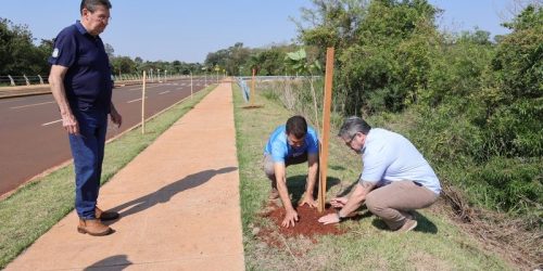 No Dia da Árvore, prefeito planta muda na Avenida dos Ipês, que também recebe espécies frutíferas