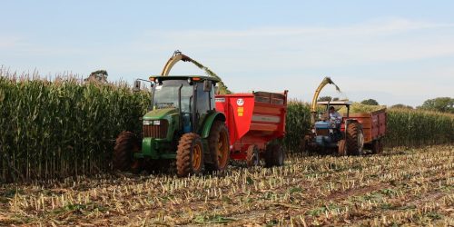 A colheita da silagem destinada à alimentação de gado leiteiro está em estágio final na região dos distritos de Indápolis e Guaçu – Fotos: A. Frota