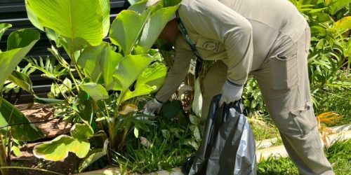 MS registra 42 casos confirmados de dengue