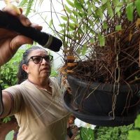 MS já registrou 10.817 casos confirmados de chikungunya neste ano