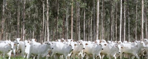 Foto: Saul Schramm/Secom