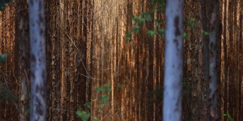Foto: Álvaro Rezende/Secom