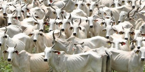 Foto: Saul Schramm/Secom