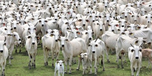 Foto de capa: Saul Schramm/Secom