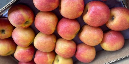 Permissionários da Ceasa-MS adquiriram frutas do Chile, Itália e até da Grécia em 2024