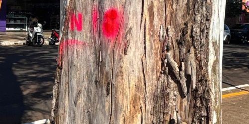 Árvores condenadas e localizadas em passeios públicos de Dourados estão sendo marcadas por equipes técnicas para serem erradicadas. Divulgação/Assecom