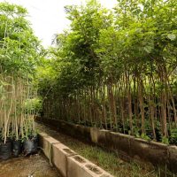 Instituto de Meio Ambiente incentiva projetos de arborização e recuperação ambiental