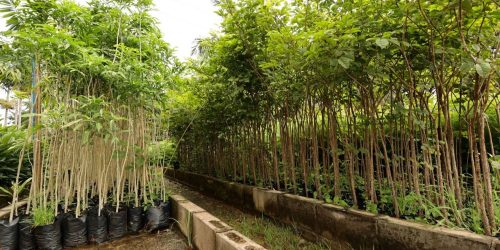 Instituto de Meio Ambiente incentiva projetos de arborização e recuperação ambiental