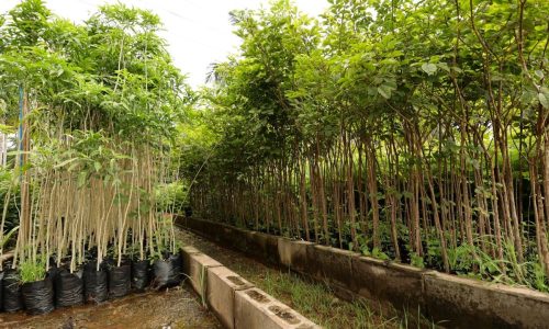 Instituto de Meio Ambiente incentiva projetos de arborização e recuperação ambiental