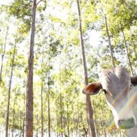 Foto: João Carlos Castro/Famasul