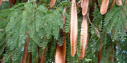 Lei que será encaminhada à Câmara Municipal cria condições para que Dourados possa combater a proliferação da Leucena de maneira eficaz e sustentável. Divulgação/Assecom