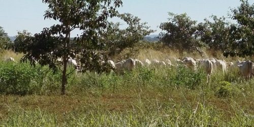 Foto: Arquivo Professor Allan Couto/UEMS