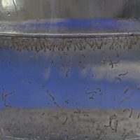 Dourados ganha plataforma para monitorar arboviroses