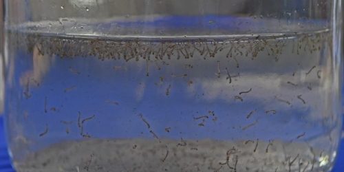 Dourados ganha plataforma para monitorar arboviroses