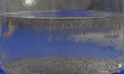 Dourados ganha plataforma para monitorar arboviroses