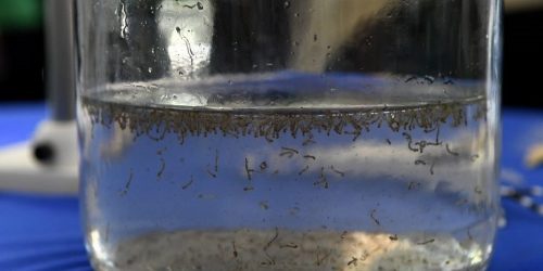 MS registra 14 casos confirmados de dengue