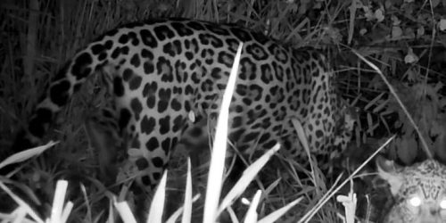 Foto: Reprodução/Onçafari