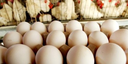 Com perspectiva de aumentar produção, volume das exportações de ovos de MS aos EUA dobra a cada ano