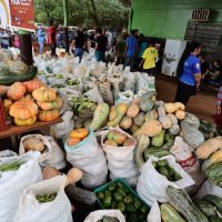 Dourados realiza dia 22 recebimento do 1º PAA Indígena Municipal do Brasil