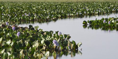 Governo de MS Divulga Índices do ICMS Ecológico para 2025