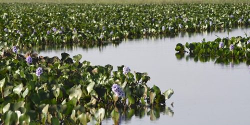 Foto: Bruno Rezende/Secom