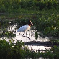 Foto: Bruno Rezende/Secom