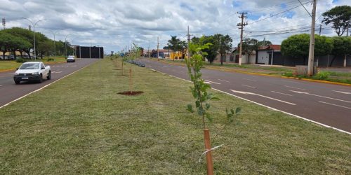 Imam inicia plantio de 280 mudas de ipês na Coronel Ponciano