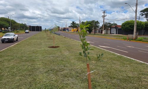 Imam inicia plantio de 280 mudas de ipês na Coronel Ponciano