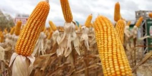 Foto: Álvaro Rezende/Secom