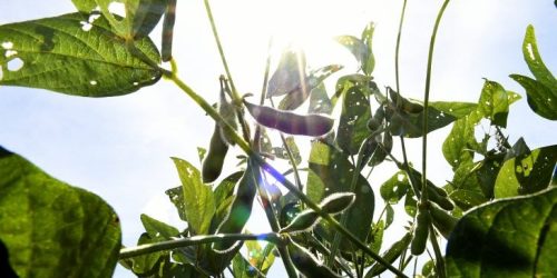 MS terá rede de meteorologia com 70 estações, fortalecendo produção local