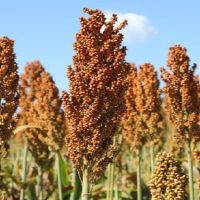 Sorgo cresce forte na safrinha de MS e vira aposta estratégica com demanda das usinas de etanol