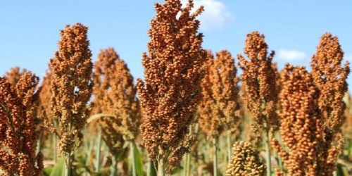 Sorgo cresce forte na safrinha de MS e vira aposta estratégica com demanda das usinas de etanol