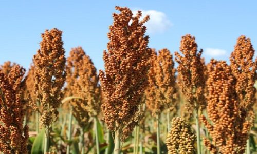 Sorgo cresce forte na safrinha de MS e vira aposta estratégica com demanda das usinas de etanol