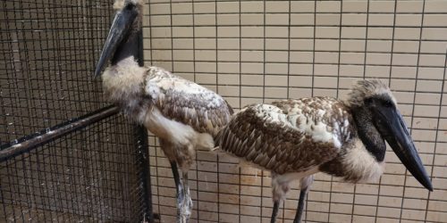 Foto: Gustavo Escobar/Imasul