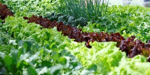 Produtores da agricultura familiar devem ficar atentos para nova chamada do PAA no Estado. Foto: A. Frota