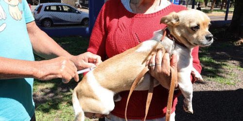 Campanha de vacinação antirrábica segue com equipes do Centro de Controle de Zoonoses percorrendo os bairros, distritos e localidades rurais, reforçando a importância da imunização para saúde pública. Foto: A. Frota