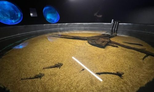 Foto: Eduardo Coutinho