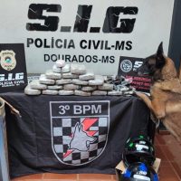 Divulgação
