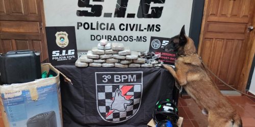 Divulgação