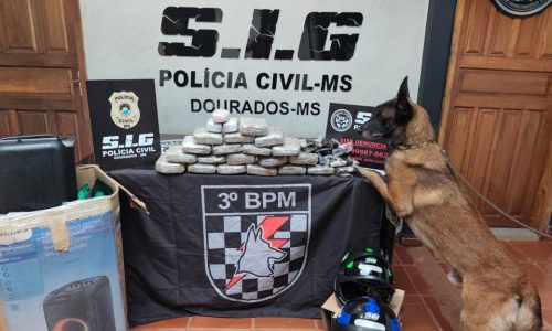 Divulgação
