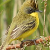 Parque Estadual do Rio Ivinhema lidera ranking nacional em listas de observação de aves