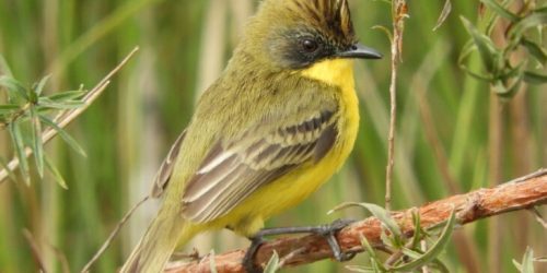 Parque Estadual do Rio Ivinhema lidera ranking nacional em listas de observação de aves
