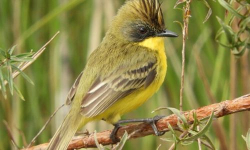 Parque Estadual do Rio Ivinhema lidera ranking nacional em listas de observação de aves