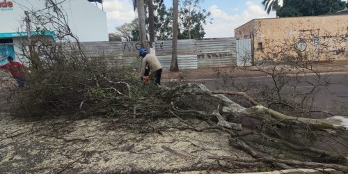 Árvore caiu na área central e foi removida rapidamente por equipes da prefeitura, que seguem atentas ao chamado da população- Fotos: Divulgação/ Defesa Civil