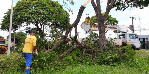 Prefeitura remove árvores em risco de queda em Dourados. Foto: A. Frota