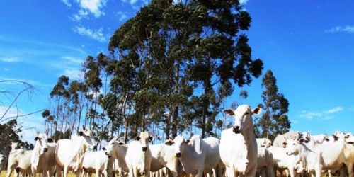 Foto: Divulgação/Semadesc